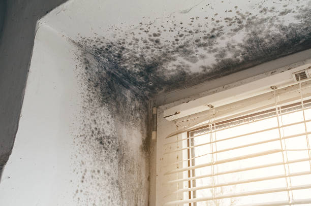 Affordable Basement Mold Removal solutions in North Bend, OR